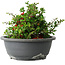 Chaenomeles speciosa, 15 cm, ± 25 Jahre alt