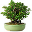Chaenomeles speciosa, 21 cm, ± 30 Jahre alt