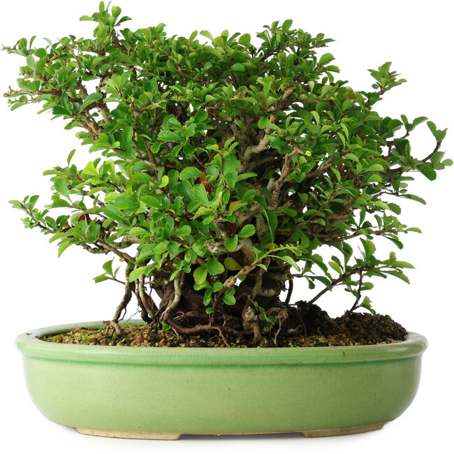 Chaenomeles speciosa, 21 cm, ± 30 años