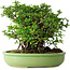 Chaenomeles speciosa, 21 cm, ± 30 jaar oud