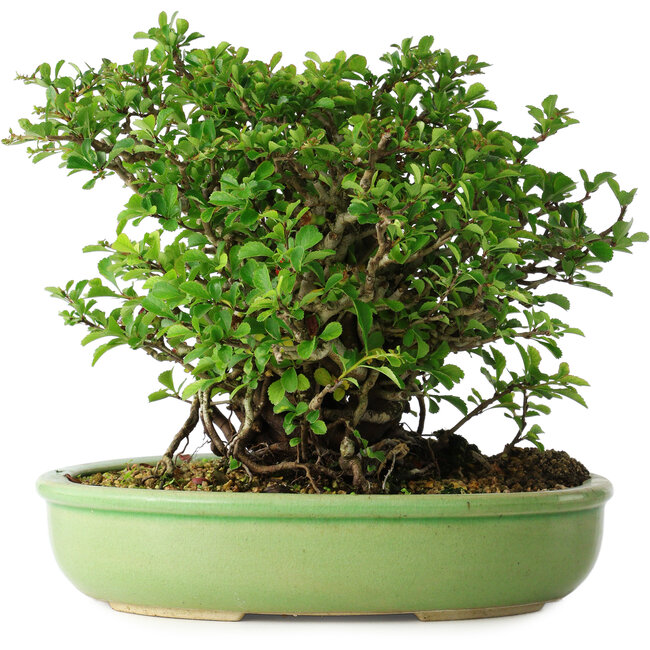 Chaenomeles speciosa, 21 cm, ± 30 Jahre alt