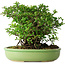 Chaenomeles speciosa, 21 cm, ± 30 jaar oud