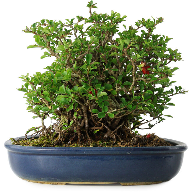 Chaenomeles speciosa, 18 cm, ± 30 Jahre alt