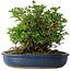 Chaenomeles speciosa, 18 cm, ± 30 Jahre alt