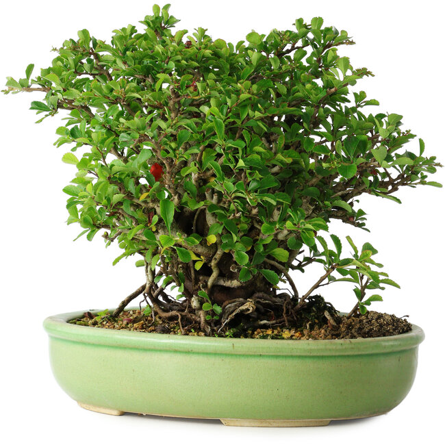 Chaenomeles speciosa, 21 cm, ± 30 jaar oud