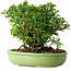 Chaenomeles speciosa, 21 cm, ± 30 Jahre alt