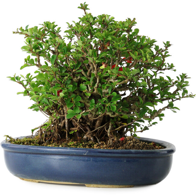 Chaenomeles speciosa, 18 cm, ± 30 ans