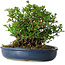 Chaenomeles speciosa, 18 cm, ± 30 Jahre alt