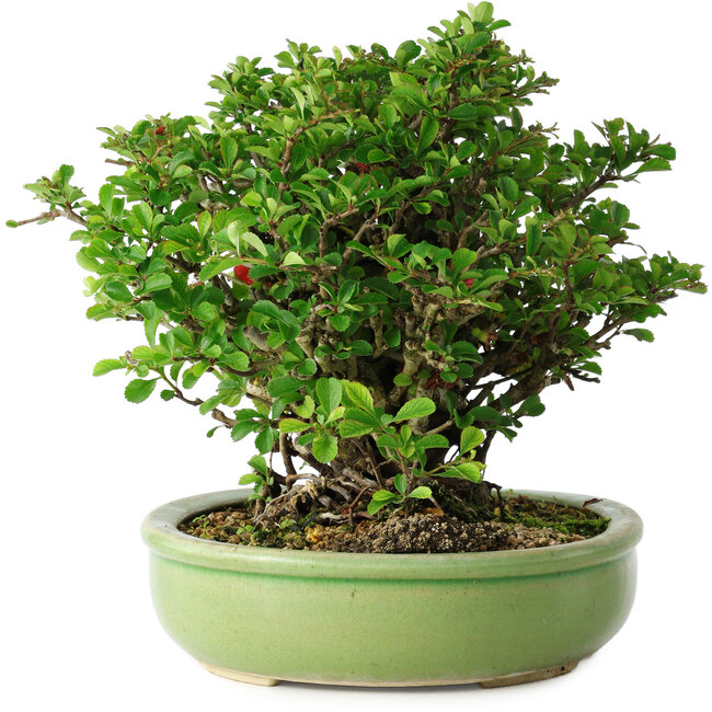 Chaenomeles speciosa, 21 cm, ± 30 jaar oud