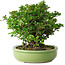 Chaenomeles speciosa, 21 cm, ± 30 Jahre alt