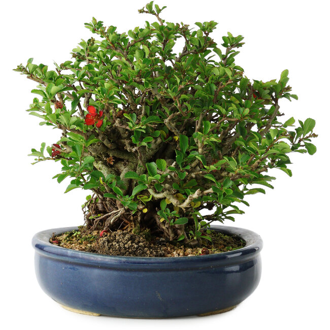 Chaenomeles speciosa, 18 cm, ± 30 Jahre alt