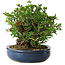 Chaenomeles speciosa, 18 cm, ± 30 Jahre alt