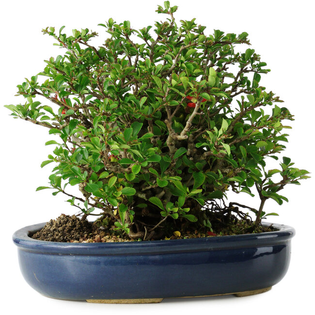 Chaenomeles speciosa, 18 cm, ± 30 Jahre alt