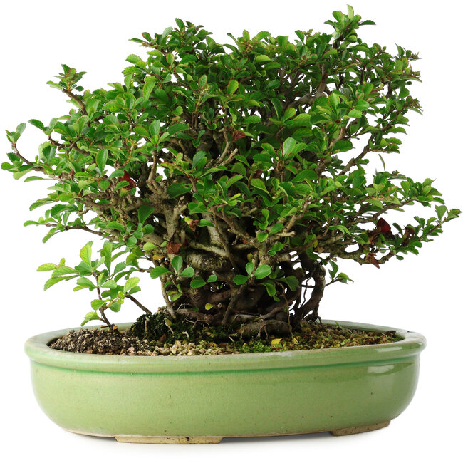 Chaenomeles speciosa, 21 cm, ± 30 años