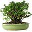 Chaenomeles speciosa, 21 cm, ± 30 Jahre alt