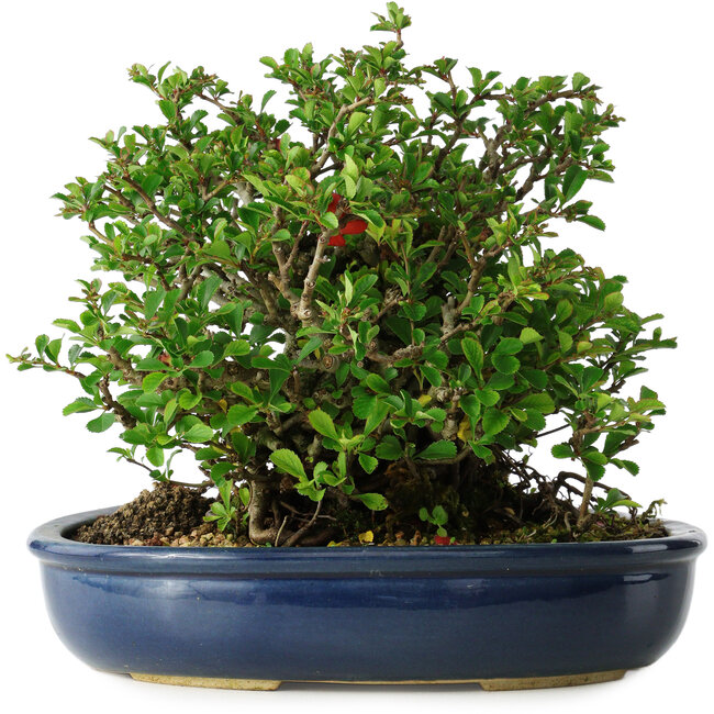 Chaenomeles speciosa, 18 cm, ± 30 jaar oud