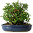Chaenomeles speciosa, 18 cm, ± 30 Jahre alt