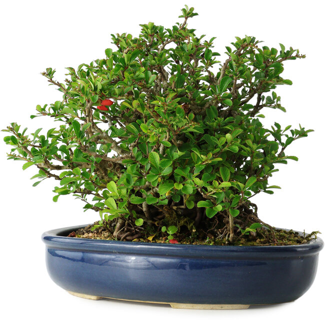 Chaenomeles speciosa, 18 cm, ± 30 years old