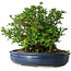 Chaenomeles speciosa, 18 cm, ± 30 Jahre alt