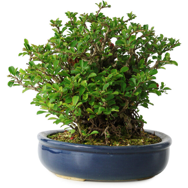 Chaenomeles speciosa, 18 cm, ± 30 jaar oud