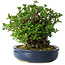Chaenomeles speciosa, 18 cm, ± 30 Jahre alt