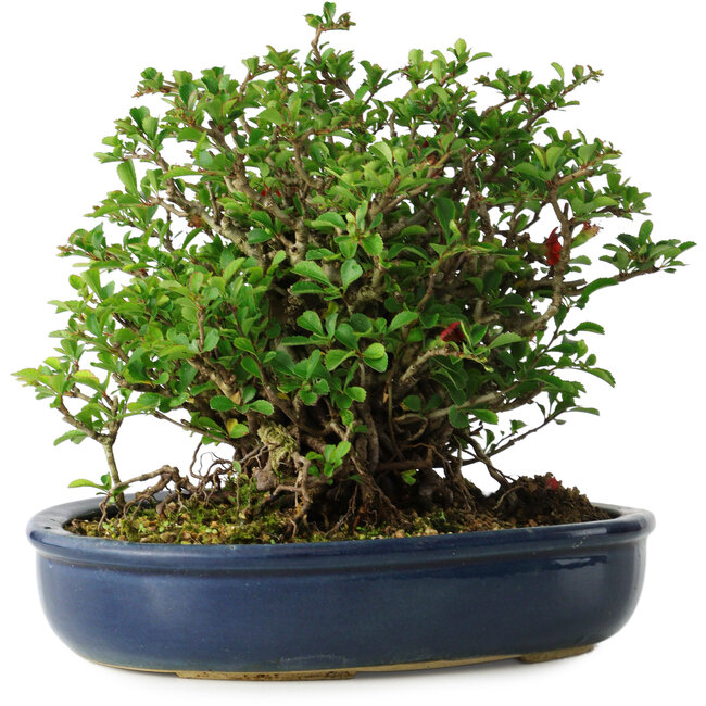 Chaenomeles speciosa, 18 cm, ± 30 anni