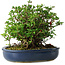 Chaenomeles speciosa, 18 cm, ± 30 Jahre alt