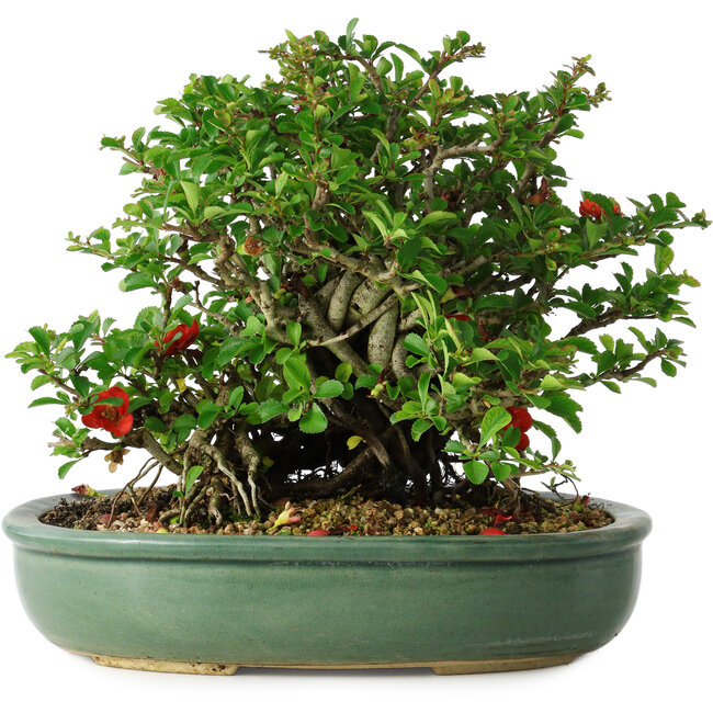 Chaenomeles speciosa, 20 cm, ± 30 Jahre alt