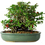 Chaenomeles speciosa, 20 cm, ± 30 years old
