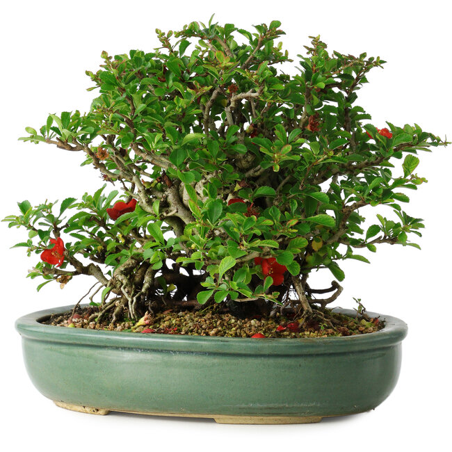 Chaenomeles speciosa, 20 cm, ± 30 Jahre alt