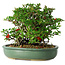 Chaenomeles speciosa, 20 cm, ± 30 years old