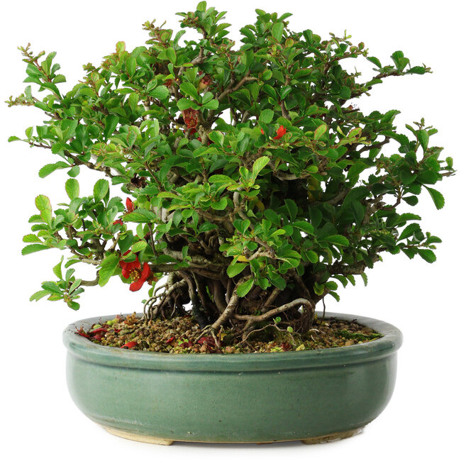 Chaenomeles speciosa, 20 cm, ± 30 ans