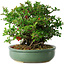 Chaenomeles speciosa, 20 cm, ± 30 Jahre alt