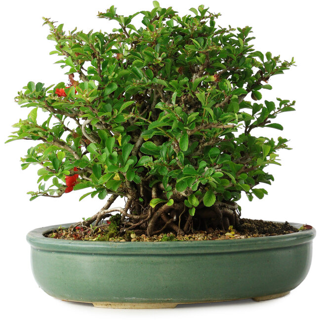 Chaenomeles speciosa, 20 cm, ± 30 ans