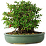Chaenomeles speciosa, 20 cm, ± 30 Jahre alt