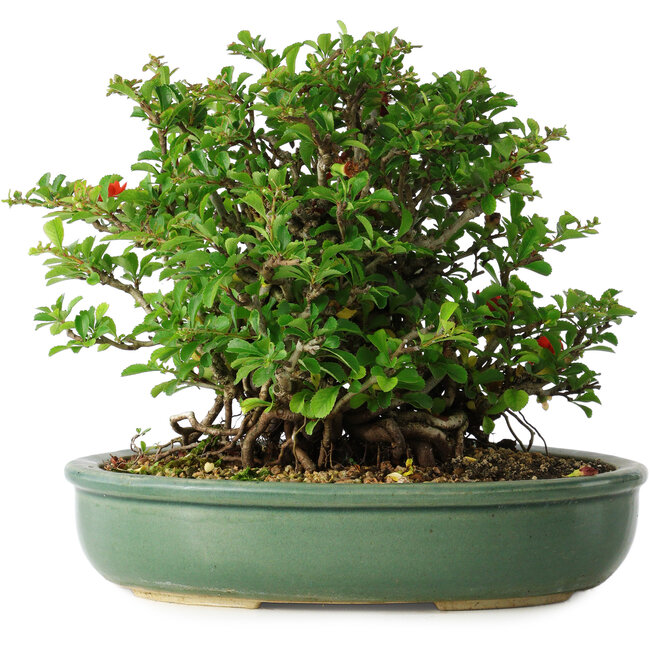 Chaenomeles speciosa, 20 cm, ± 30 years old