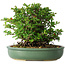Chaenomeles speciosa, 20 cm, ± 30 Jahre alt