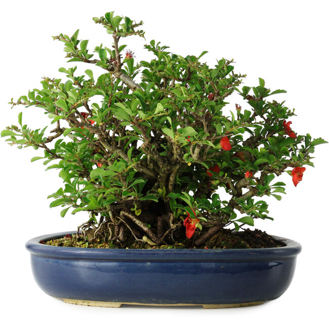 Chaenomeles speciosa, 21 cm, ± 30 years old