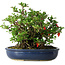 Chaenomeles speciosa, 21 cm, ± 30 Jahre alt