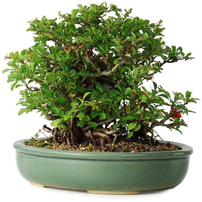 Chaenomeles speciosa, 20 cm, ± 30 years old