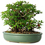 Chaenomeles speciosa, 20 cm, ± 30 Jahre alt