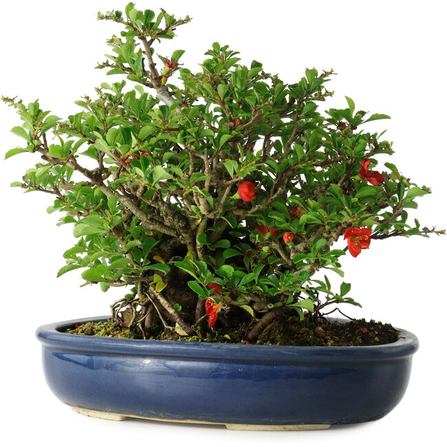 Chaenomeles speciosa, 21 cm, ± 30 anni