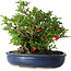 Chaenomeles speciosa, 21 cm, ± 30 Jahre alt