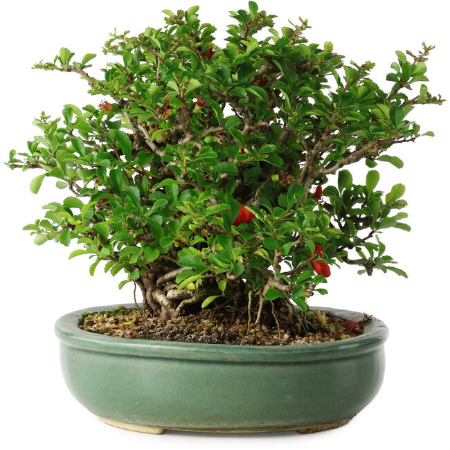 Chaenomeles speciosa, 20 cm, ± 30 jaar oud