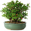Chaenomeles speciosa, 20 cm, ± 30 years old