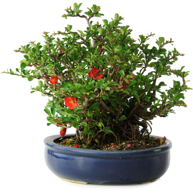 Chaenomeles speciosa, 21 cm, ± 30 años