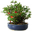 Chaenomeles speciosa, 21 cm, ± 30 Jahre alt