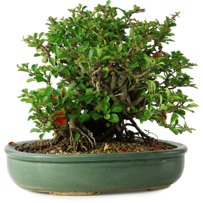 Chaenomeles speciosa, 20 cm, ± 30 jaar oud