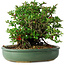 Chaenomeles speciosa, 20 cm, ± 30 Jahre alt