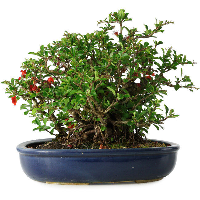 Chaenomeles speciosa, 21 cm, ± 30 years old